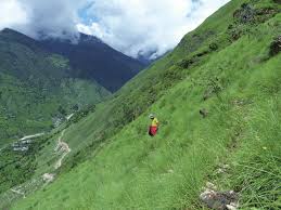 Image result for Sehima