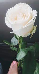 Update harga tanaman bunga mawar saat ini dimana tem[at jual bibit bunga mawar import dan berapa harga bibit. Mawar Putih Mawar Putih Bunga Bakung Bunga