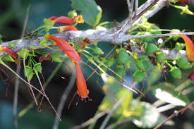 Image result for Micrococca capensis