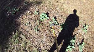Sharp steel blade slices through weeds with ease. How To Use A Stirrup Hoe Often Called The Hula Hoe Youtube