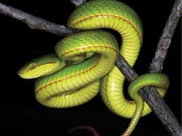 Snake your way through the competition to complete missions, upgrade your skills and destroy other players. This New Snake Species Is What Happens When Scientists Are Harry Potter Fans
