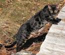 Black Melanistic Bengal Cats for Sale | Wild & Sweet Bengals
