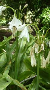 Image result for Crinum