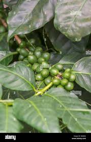 Image result for Coffea sp. A