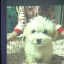 Puppy scams are online scams run by organized criminals. Maltipoo Puppies For Sale In Texas Craigslist