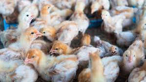 If you've come into contact with infected if you have any large commercial chicken farms near you, keep an ear open for indications of outbreaks of bird flu or any other disease. Avian Influenza Paho Who Pan American Health Organization