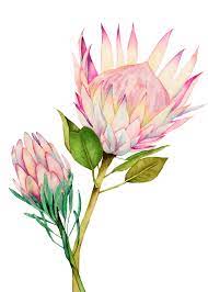 King Protea Watercolor Painting Art Print By Namibear X Small Protea Art Watercolor Flowers Paintings Flower Art