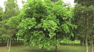 Image result for Millettia pinnata