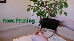 The weeping fig (ficus benjamina) is an elegant houseplant that is popular for its beautiful foliage and generally simple care requirements. Root Pruning Ficus Benjamina Bonsai Youtube
