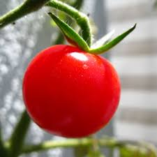 If you haven't yet done so, plant out tomatoes in grow bags and pots now. Identifying And Coping With A Tomato Intolerance Or Allergy Delishably