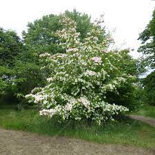 White flowering dogwood tree uk. Cornus Gloria Birkett Flowering Dogwood Tree Free Delivery