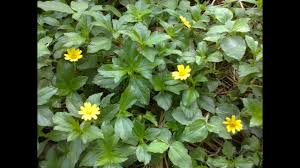 Bunga tumbuhan ini sangat khas: Beach Sun Flower Helianthus Debilis Bunga Matahari Pantai Youtube
