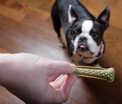 Maybe you would like to learn more about one of these? What Causes Bad Breath In Dogs And How To Help Fix It