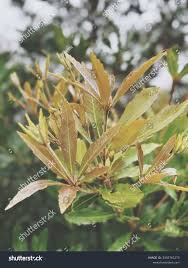 Image result for Cunonia