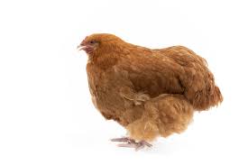 Maybe you would like to learn more about one of these? Buff Orpington Chicken Breed Guide Know Your Chickens