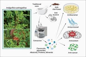 Image result for Indigofera astragalina-hirsuta