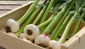 فوائد الثوم الاخضر التي قد تفيد الجسم garlic health garlic farm garlic