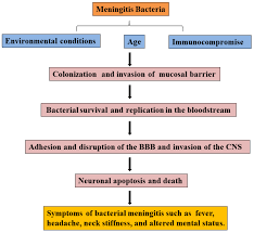 Meningitis commonly affects children and elderly but may affect all age groups. Molecules Free Full Text The Potentials Of Melatonin In The Prevention And Treatment Of Bacterial Meningitis Disease