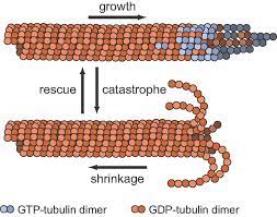 Microtubule Dynamic Instability Microtubules Are 13 Protofilament Download Scientific Diagram