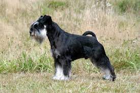 Maybe you would like to learn more about one of these? Miniature Schnauzer Black And Silver Wds2018