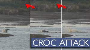 Tragedy Strikes As Dog Gets Eaten By Crocodile Youtube