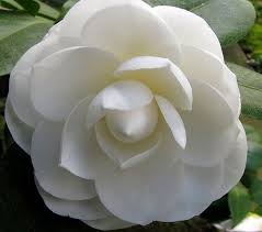 Camellia White Adoration Perfection Loveliness Flowers Camellia Tree Camellia Flower