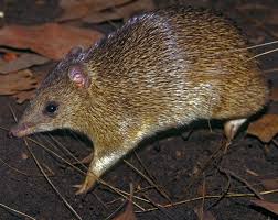 Image result for Pavetta hymenophylla