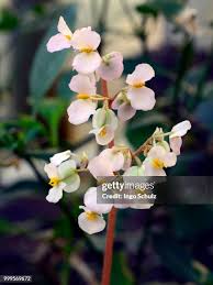 Image result for Begoniaceae