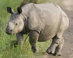 Image result for samaritan rhino