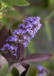 Image result for Vitex