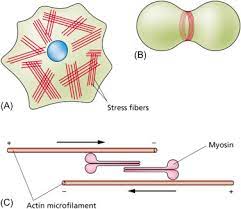 Check spelling or type a new query. Microfilament An Overview Sciencedirect Topics