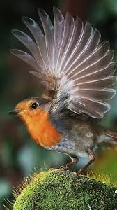 Bird With Wings Spread Images What Type Of Wings Should You Have Beautiful Birds Birds Pet Birds