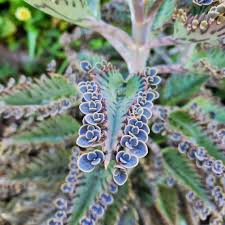 Image result for Kalanchoe daigremontiana