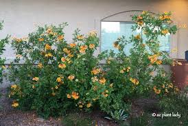 Image result for Tecoma