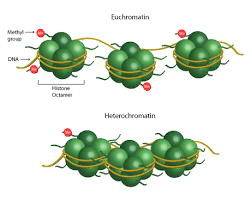 Whilst histone research has dominated the field, scientists. Histone Modification Epigentek