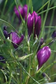 Image result for Romulea camerooniana