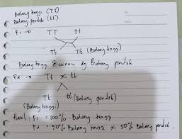 Ajukan pertanyaan tentang tugas sekolahmu. 4 Persilangan Kacang Kapri Berbatang Tinggi Tt Dengan Kapri Berbatang Pendek Tt Keturunan Brainly Co Id