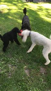 Maybe you would like to learn more about one of these? North St Paul Animal Hospital Home Facebook
