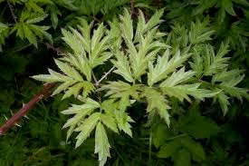 Image result for Rubus pinnatus