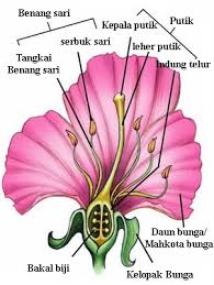 Semua pria yang sudah menikah tentu saja juga ingin memiliki buah hati, namun terkadang dalam usaha memiliki anak itu akan ada beberapa kendala atau masalah yang dialami pria. Bunga Sepatu Klasifikasi Morfologi Dan Ciri Ciri Ilmu Sekolah