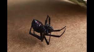 Exterminator chris harbert of black widow pest control said this could be one of the worst seasons ever. Black Widow Spider Found In My House Black Widow Infestation Youtube