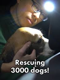 3000 lab beagles face torture and death. This week, we’ll have a chance to  save them all