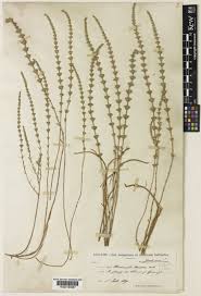 Image result for Micromeria