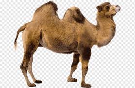 Learning how to potty train puppies at the right time and place is one of the most important first steps you can take for a long, happy life together. Camel Cartoon Graphy Camel Mammal Animals Vertebrate Png Pngwing
