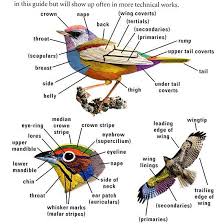 Identification Backyard Birds Of Minnesota Attracting Songbirds To Your Garden Backyard Birds Pet Birds Bird Watching