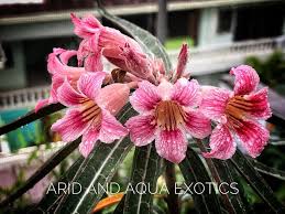 Image result for Ctenium somalense