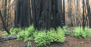 Image result for Tessmannia