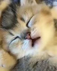 Chubby mature housewife rubs her swollen pussy. 900 Kitten Love Ideas In 2021 Crazy Cats Cats And Kittens Cute Cats