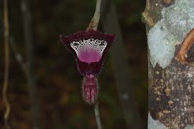 Image result for Aristolochia hockii