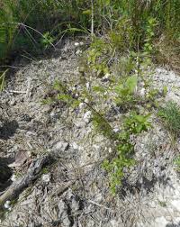 Image result for Leptactina involucrata